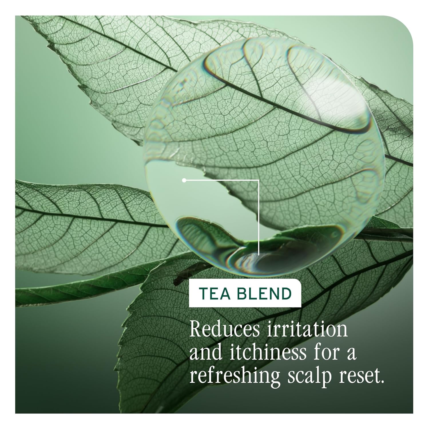 Matrix Biolage Scalp Sync Universal Conditioner